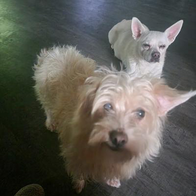 Snowflake & Bruiser-400x533